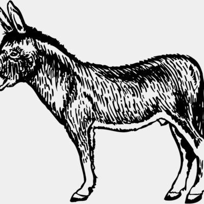 BURRO004 Thumbnail