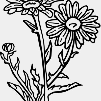 FLOWER17 Thumbnail